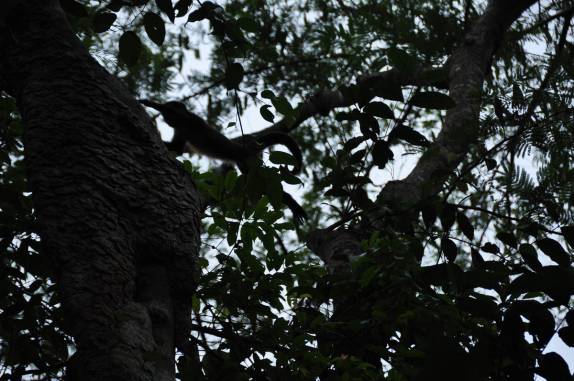 Macaco salta entre árvores sobre nossas cabeças durante passeio à floresta alagada, na Reserva do Mamirauá, região de Tefé, no Amazonas